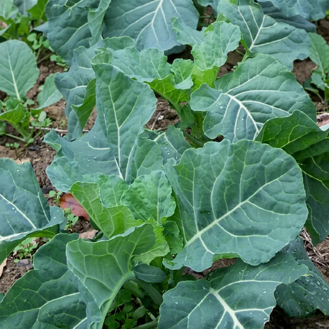 Fresh, vibrant Collard Greens leaves, perfect for planting from Georgia Southern seeds, healthy and nutrient-rich. Seed World