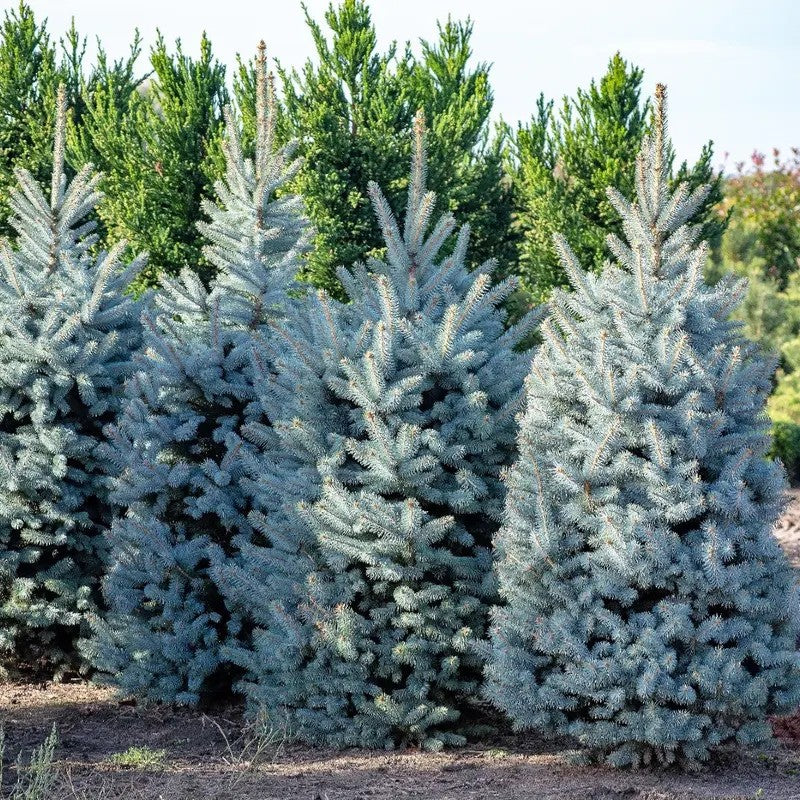 Group of blue spruce trees in a forest setting