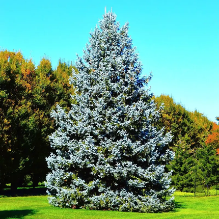 100 Colorado Blue Spruce Seeds