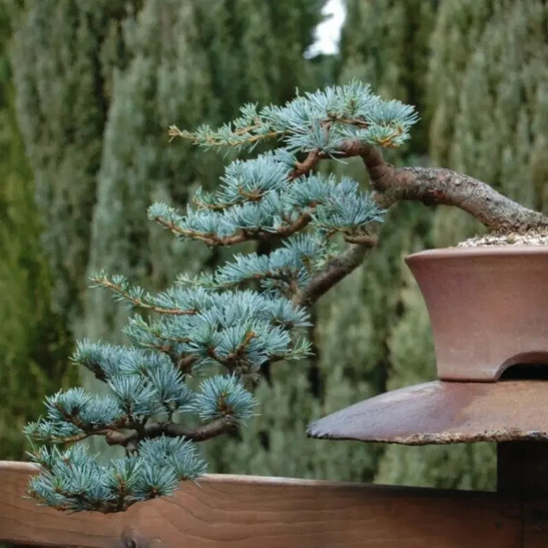 Bonsai tree in a pot with a blurred green background