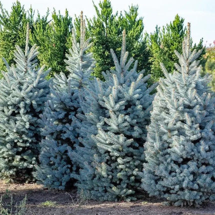 100 Colorado Blue Spruce Seeds