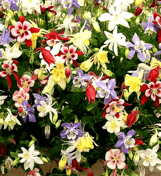 400 Columbine Mckana Giants Seeds - Mix