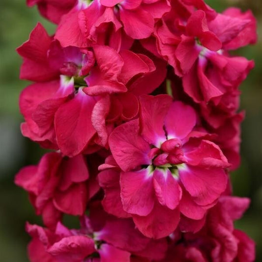 Column Stock Pacific Crimson