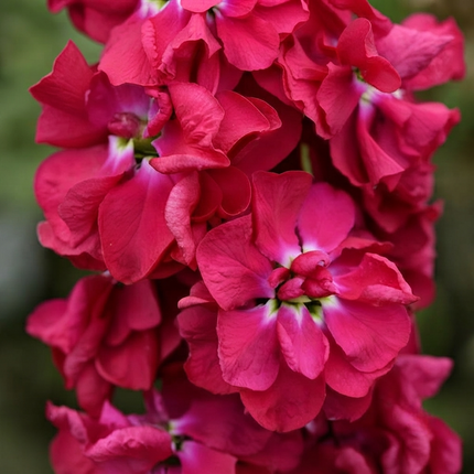Pacific Crimson Column Stock seeds producing fragrant deep crimson flower spikes, ideal for cut flower gardens, borders, pollinator beds, and spring blooms. Seed World