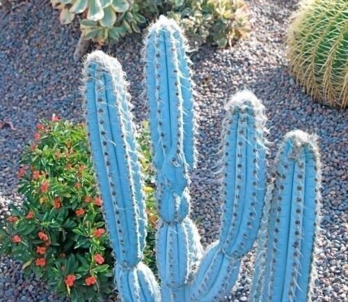 Blue cactus plant with a blurred natural background
