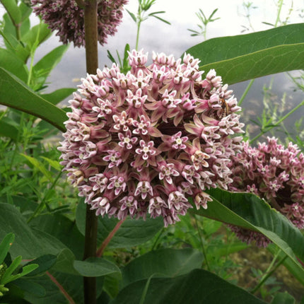 150 Common Milkweed Seeds – Asclepias Syriaca | Native Pollinator Plant
