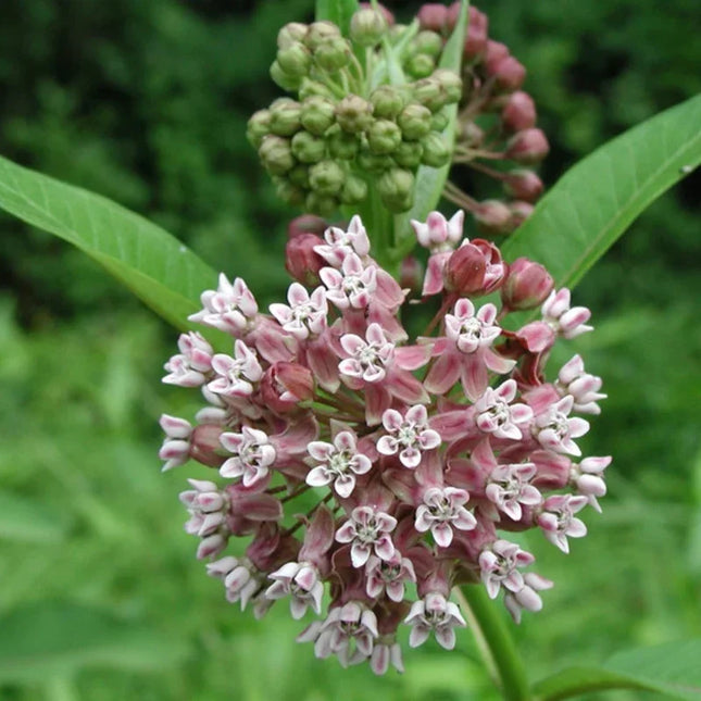 "Common Milkweed Seeds with pink flowers growing in garden. Seeds World