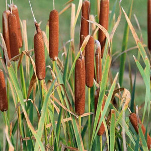 500 Common Cattail Seeds