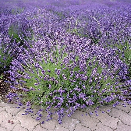800 Common English Lavender Seeds – Lavandula Angustifolia | Fragrant Perennial Herb