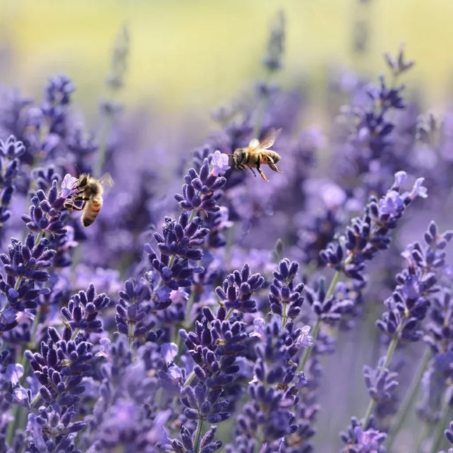 Common English lavender in full bloom with fragrant purple flower spikes attracting honeybees, ideal for pollinator-friendly gardens and herb landscapes. Seed World