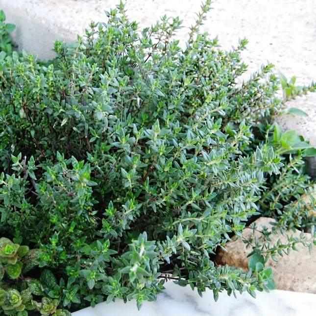 Common Thyme Seeds – Thymus vulgaris