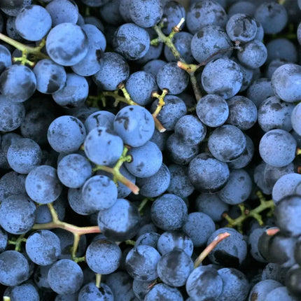30 Concord Grape Seeds – Heirloom Purple Vitis labrusca