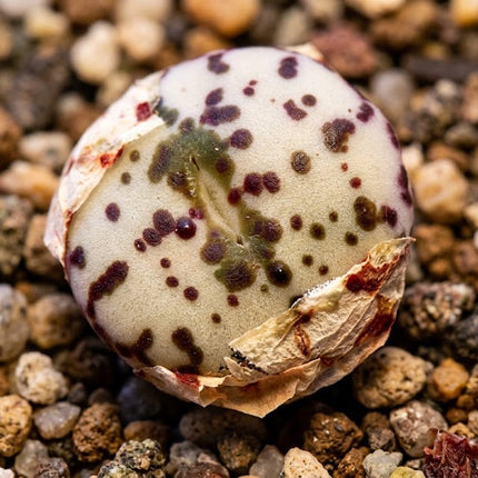Rare Succulent & Cactus Seeds