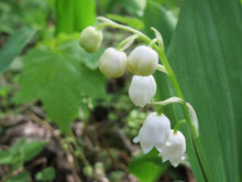 5 Convallaria Majalis 'Lily of the Valley' Bulbs