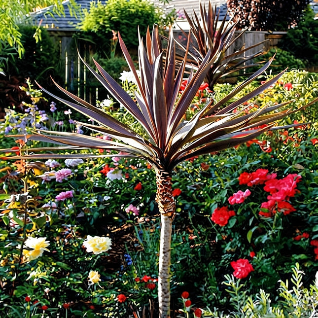 Cordyline Australis Purpurea Seeds – Purple Cabbage Tree with Dramatic Burgundy Foliage, Exotic Ornamental Plant for Gardens and Landscaping. Seed World