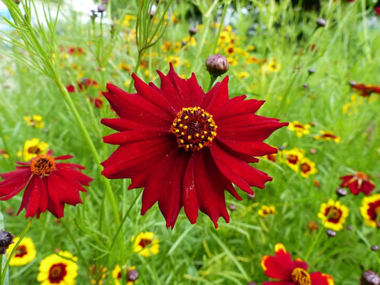 Coreopsis (Tinctoria) Mahogany Midget 