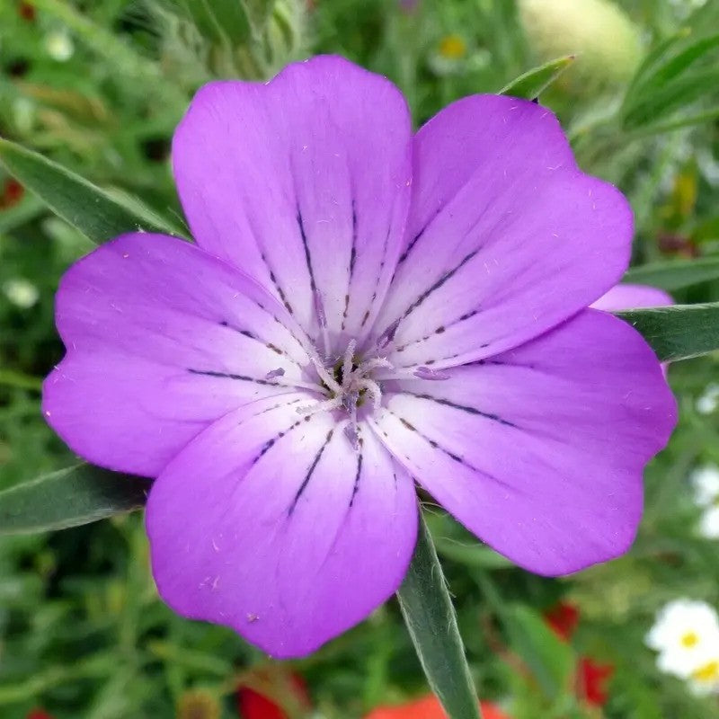 50 Corncockle Agrostemma Githago Seeds