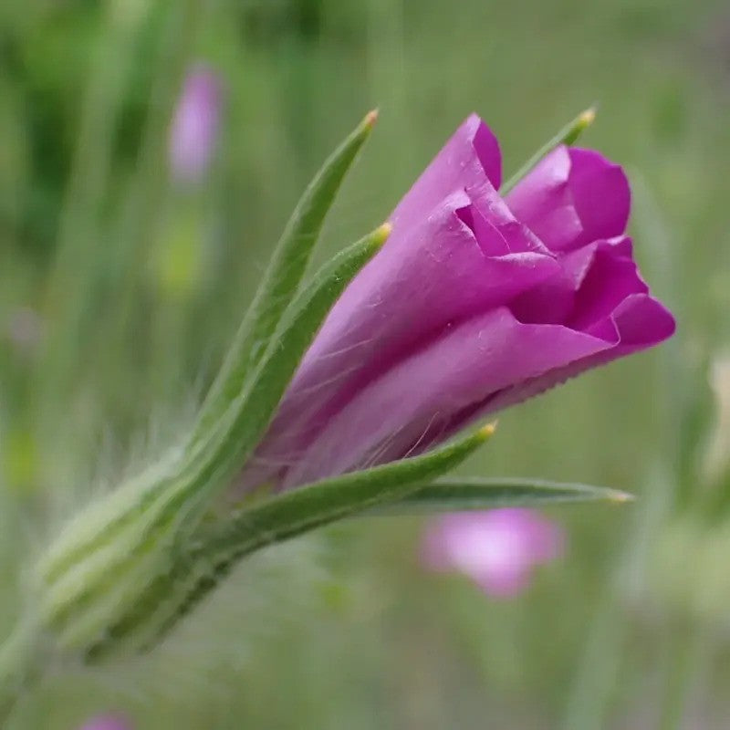 50 Corncockle Agrostemma Githago Seeds