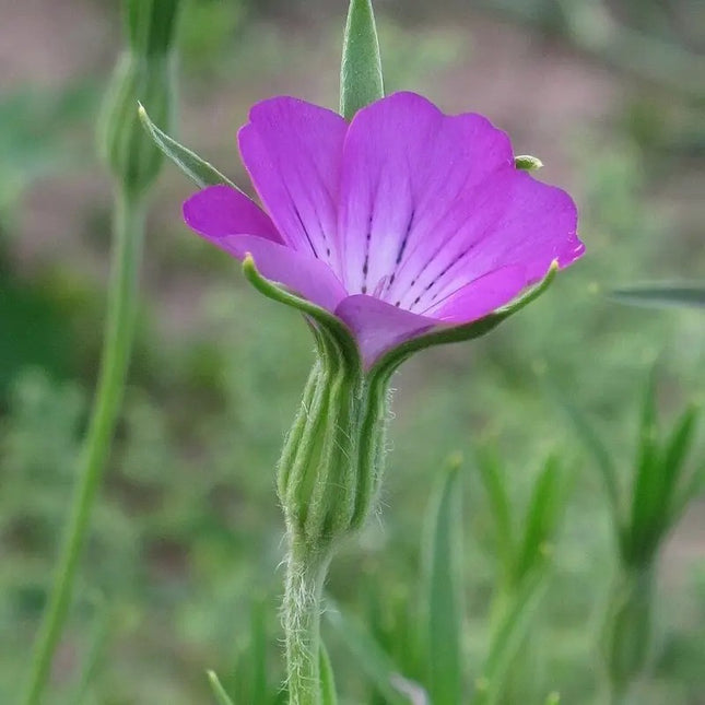 50 Corncockle Agrostemma Githago Seeds