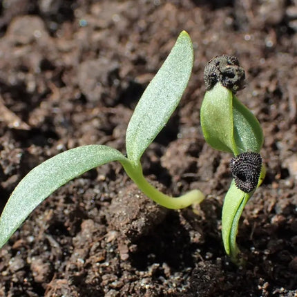 50 Corncockle Agrostemma Githago Seeds