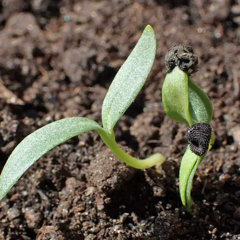 50 Corncockle Agrostemma Githago Seeds