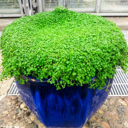 Vibrant Corsican Mint growing densely in a blue planter, perfect for indoor or outdoor herb gardens and aromatic culinary use.  Seed World