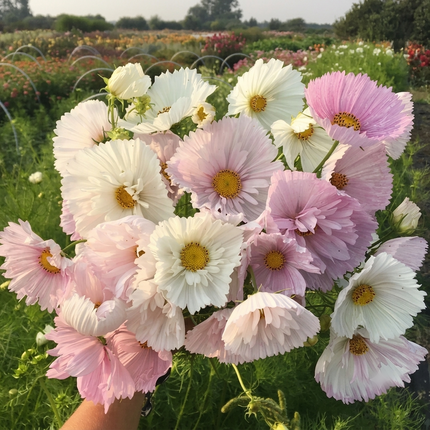 Hand holding a bouquet of Cosmos Cupcake Blush flowers with soft pink petals and bright yellow centers, showcasing fresh-cut blooms for decorative use.