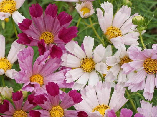 120 Cosmos Sea Shells Mix Seeds