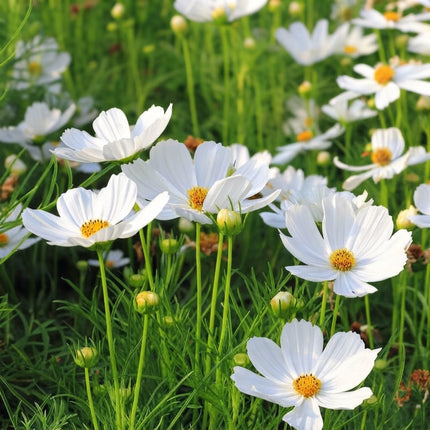 Cosmos Bipinnatus Sensation Purity Seeds – elegant white cosmos flowers with golden yellow centers, easy-to-grow annual wildflowers for garden beds, borders and pollinator gardens. Seed World