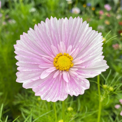 Close-up of delicate pink Cosmos Cupcake Blush flowers with yellow centers, ideal for home gardens, cut flower arrangements, and pollinator-friendly landscapes.