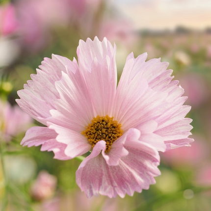 Vibrant pink Cosmos Cupcake Blush blooms in a garden bed, perfect for ornamental planting, bouquet arrangements, and attracting butterflies and bees.
