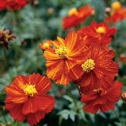 Dwarf Red Sulphur Cosmos with vibrant red-orange blooms and golden yellow centers. Seed World