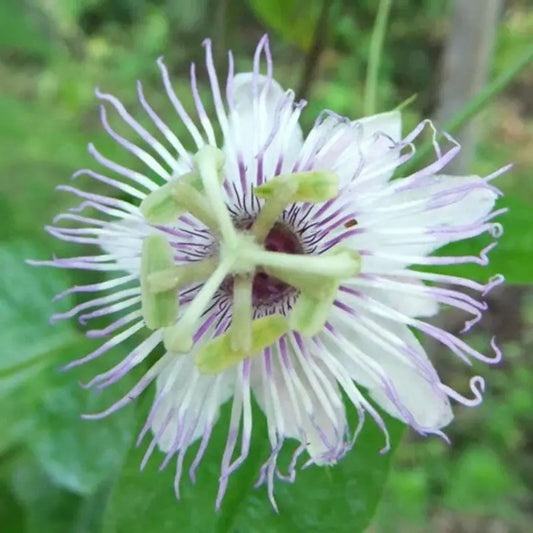 Rare Cotton Leaf Passionflower Seeds (5) Passiflora foetida gossypifolia