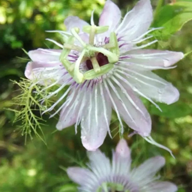 Rare Cotton Leaf Passionflower Seeds (5) Passiflora foetida gossypifolia