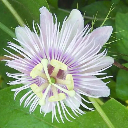 Rare Cotton Leaf Passionflower Seeds (5) Passiflora foetida gossypifolia