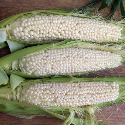 Country Gentleman White Corn with plump creamy-white kernels on freshly husked ears of corn. Seed World