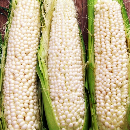 200 Country Gentleman Sweet Corn Seeds – White Shoepeg Heirloom Corn