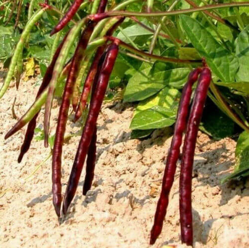 50 Cowpea Seeds