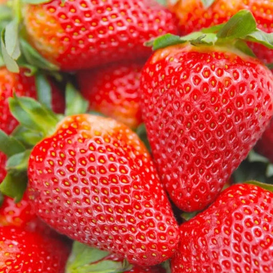Close-up of ripe cream strawberry fruits with glossy red finish and fresh green tops