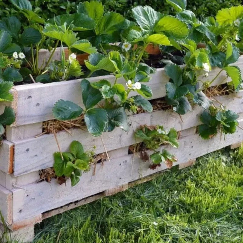 Cream strawberry plants growing in a DIY wooden pallet garden planter with early blooms