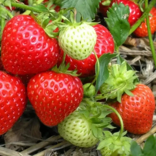 Cluster of ripening cream and red strawberries growing over straw mulch in a garden bed