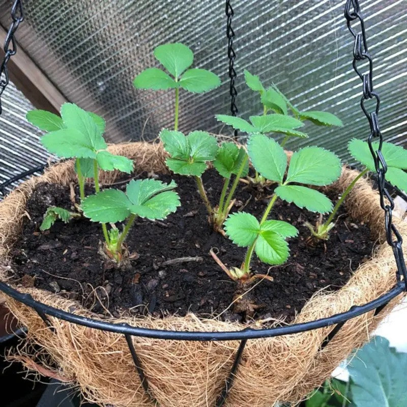 Young cream strawberry seedlings growing in a hanging coconut liner basket