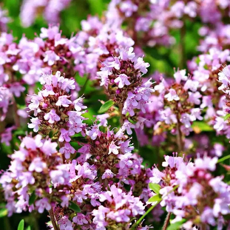 Fragrant Creeping Lemon Thyme flowers – drought-tolerant perennial herb