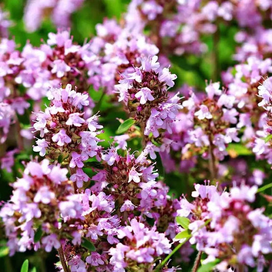 Fragrant Creeping Lemon Thyme flowers – drought-tolerant perennial herb