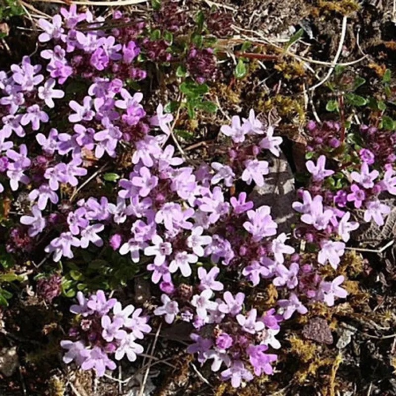 Creeping Lemon Thyme ground cover with purple blooms – Thymus pulegioides seeds