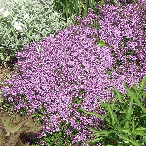 Creeping Thyme groundcover in full bloom with mixed foliage
