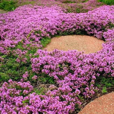 1000 Creeping Thyme Seeds