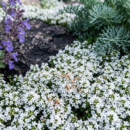 Creeping Thyme White Seeds – Dense white flowering ground cover, aromatic herb for gardens, borders, and rockeries, ideal for pollinators and low-maintenance landscaping. Seed World