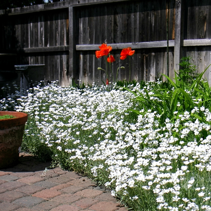 Healthy Creeping Thyme White plants in bloom, low-maintenance ground cover with aromatic white flowers for sunny gardens. Seed World