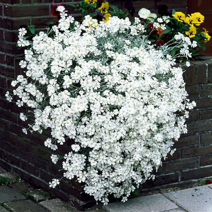Creeping Thyme White seeds close-up, perfect for ground cover and fragrant herb gardens, non-GMO, easy-to-grow. Seed World